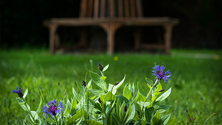 The Daffodils