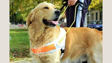 Animal therapy at Laindon care home
