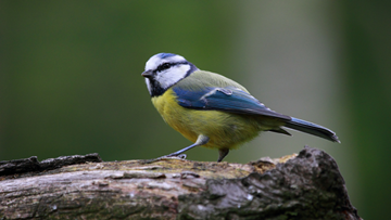 Hinckley Park Residents participate in RSPB Big Garden Birdwatch