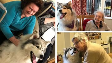 Thunder the Therapy Husky goes down a storm at Cherry Willingham care home