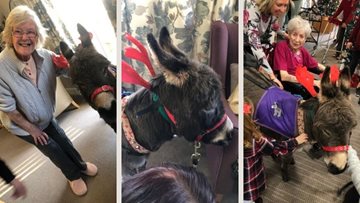 Hartlepool care home Residents welcome Teddy the donkey