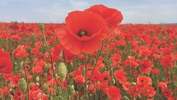 Caerphilly care home Resident creates beautiful poem for Remembrance Day