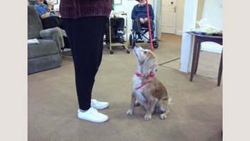 Bridport care home hosts dog show