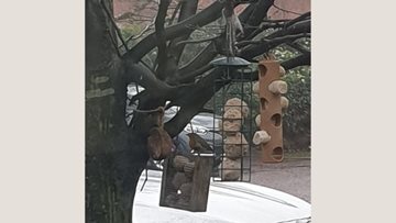 Westwood Lodge care home joins bird watch