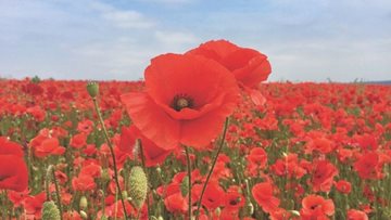 Arbroath care home remembers fallen heroes on Remembrance Day